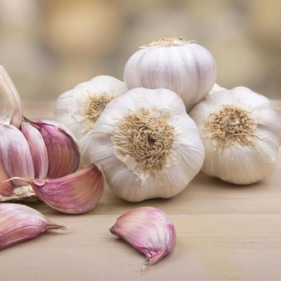 Garlic